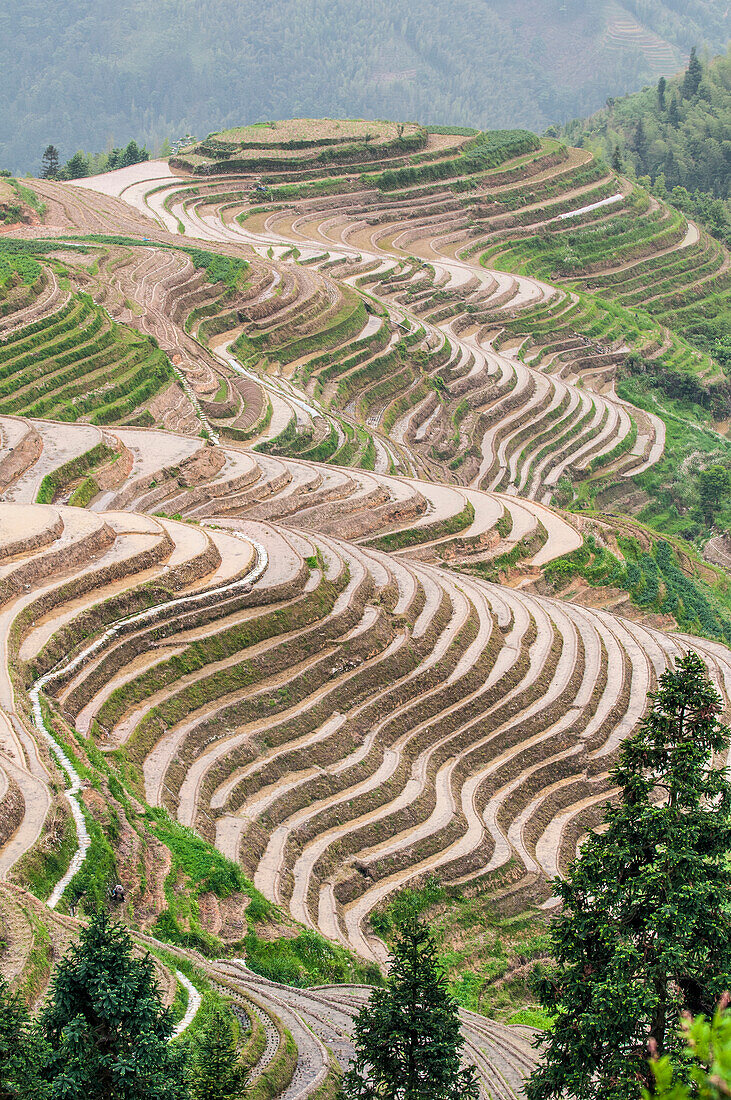 Reisterrassen mit Drachenstacheln Longsheng, China.