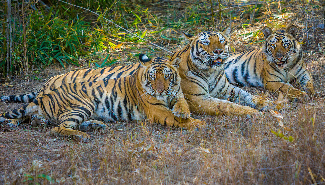 Bengal tigers, Bandhavgarh National Park, India