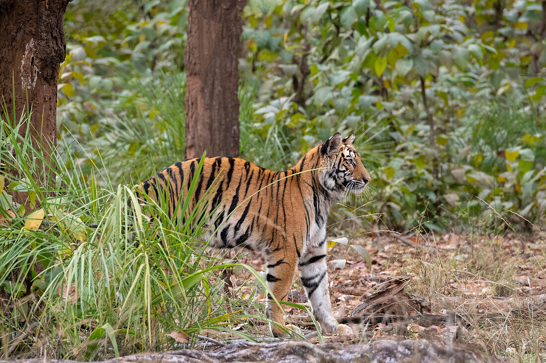 Indien, Madhya Pradesh, Bandhavgarh National Park. Junges bengalisches Tigerweibchen, das sich streckt, eine gefährdete Art.