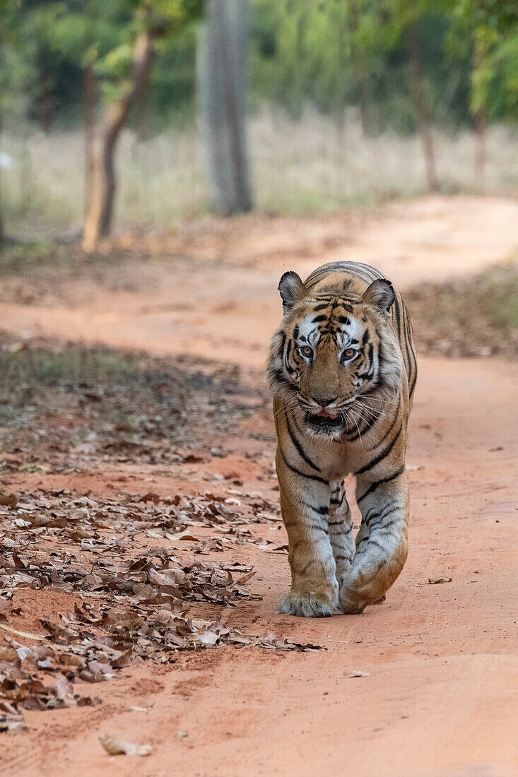 Indien, Madhya Pradesh, Bandhavgarh-Nationalpark. Bengalischer Tiger, vom Aussterben bedrohte Tierart.