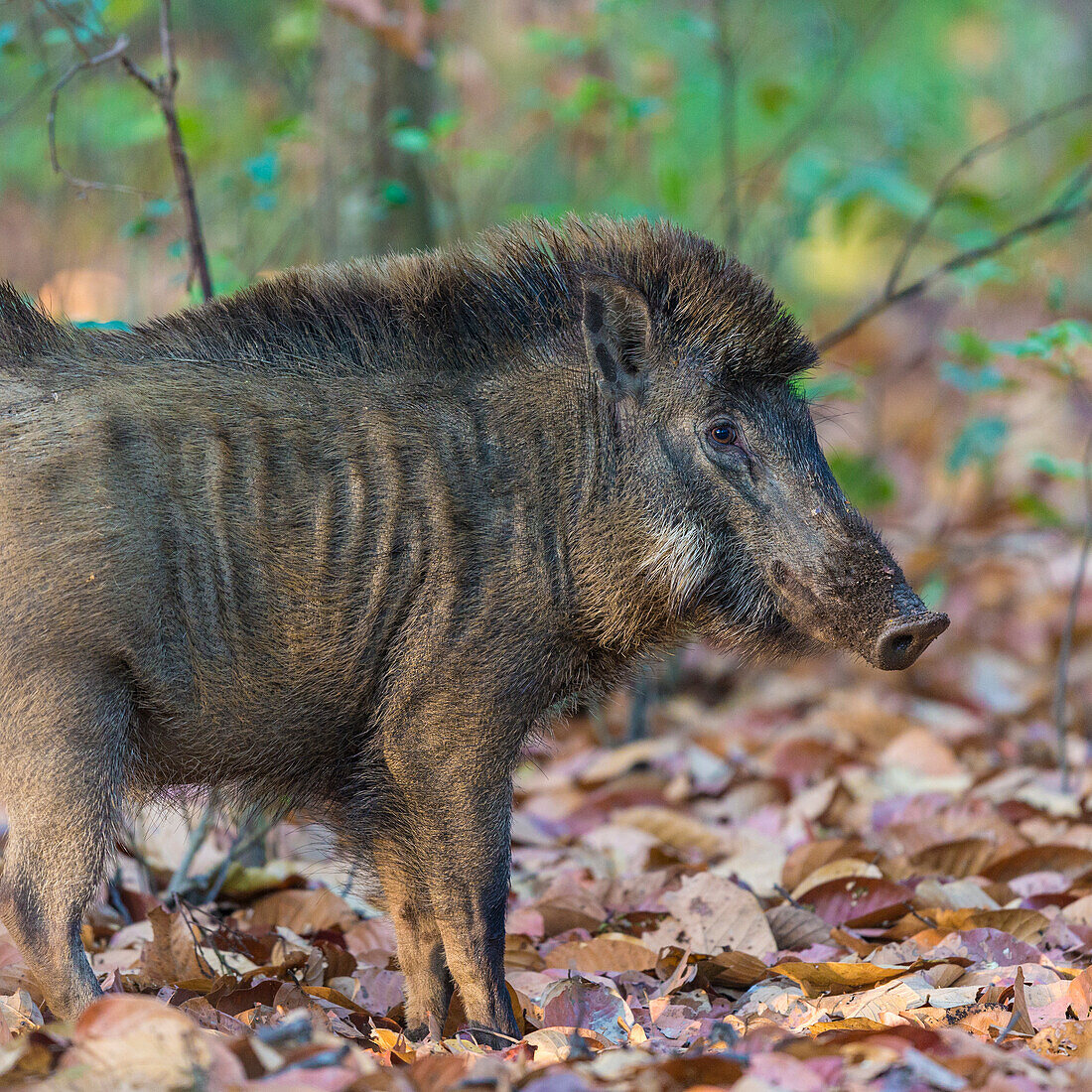 Indien. Indisches Wildschwein (Sus scrofa cristatus) im Kanha-Tiger-Reservat.