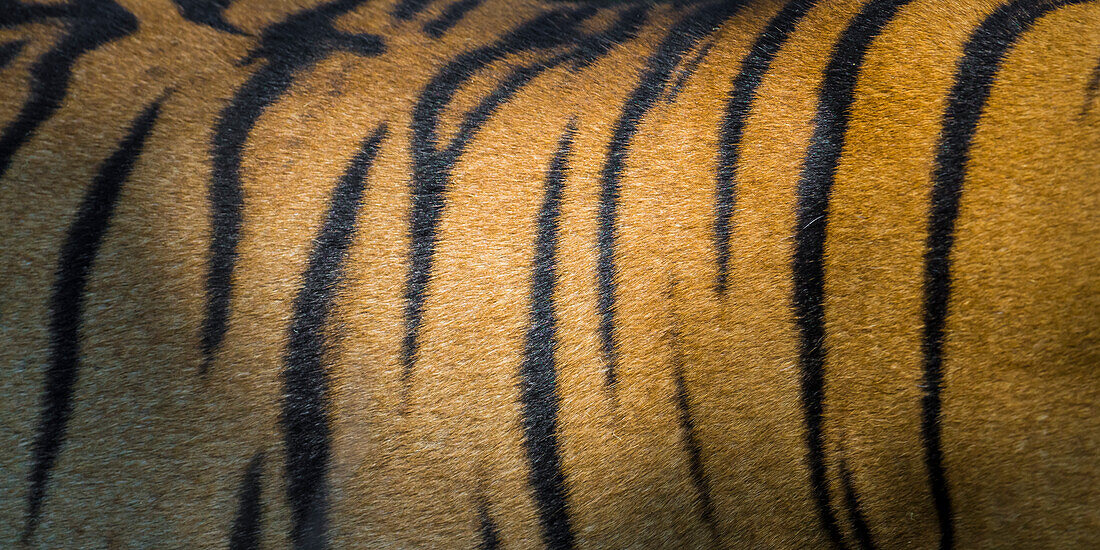 Indien. Das Fell des bengalischen Tigers (Pantera Tigris Tigris) zeigt die Streifen, die es ihm ermöglichen, auf der Jagd mit seiner Umgebung zu verschmelzen.