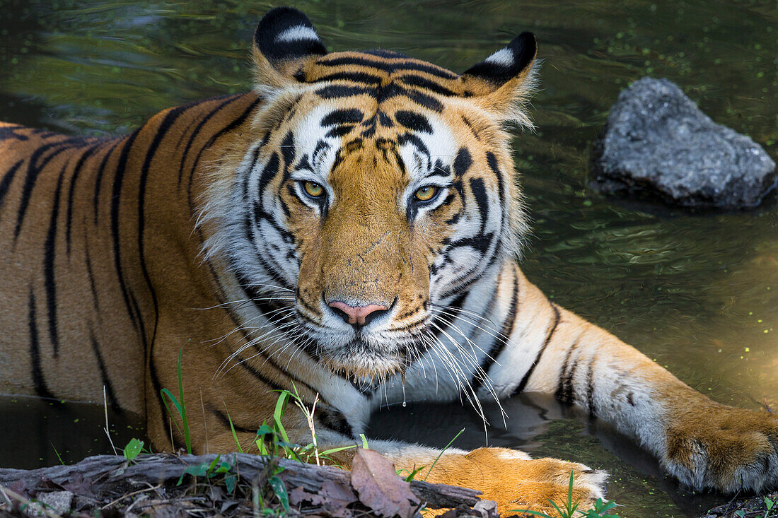 India. Male Bengal tiger (Pantera Tigris Tigris) enjoys the cool of a water hole at Kanha Tiger Reserve.