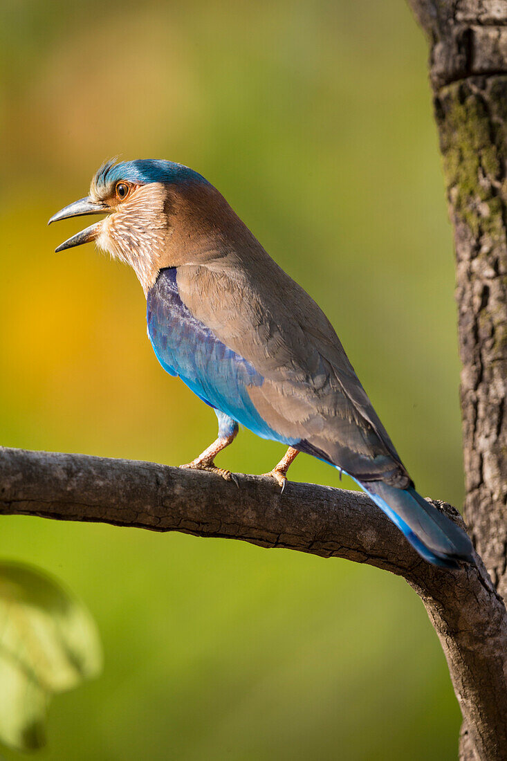 India. Indian Roller (Coracias benghalensis) at Bandhavgarh Tiger Reserve.