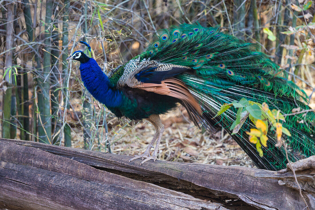 India. Peacock (Pavo cristatus) on display at Bandhavgarh Tiger Reserve.