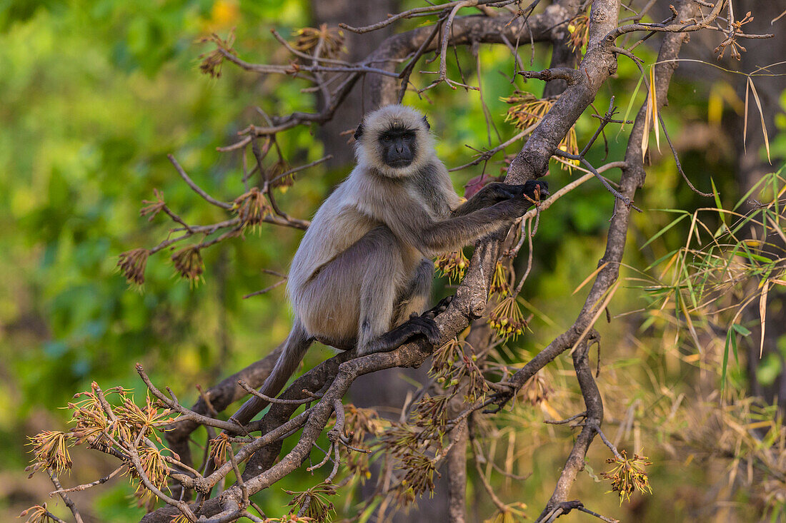 Indien. Grauer Langur, Hanuman-Langur (Semnopithecus entellus) im Bandhavgarh-Tigerreservat