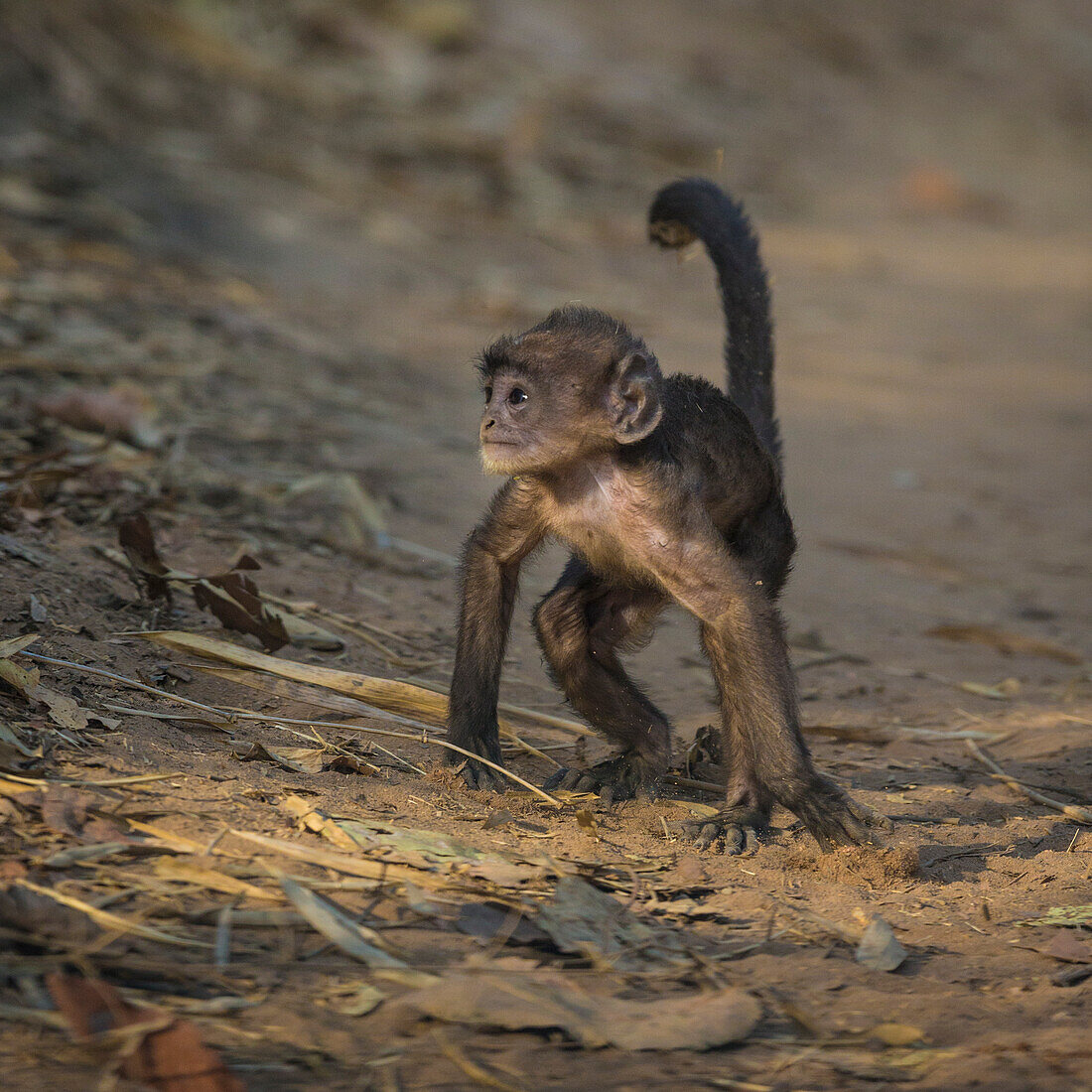 India. Juvenile Grey langur, Hanuman langur (Semnopithecus entellus) at Bandhavgarh Tiger Reserve