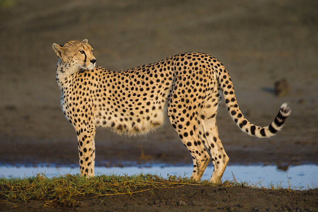 Africa. Tanzania. Cheetah (Acinonyx Jubatus) at Ndutu, Serengeti National Park.