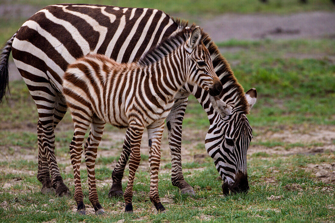 Afrika. Tansania. Weibliches Zebra (Equus quagga) mit Jungtier, Serengeti-Nationalpark.