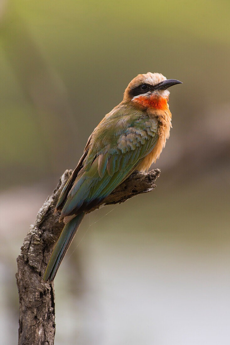 Africa. Tanzania. White-fronted bee-eater (Merops bullockoides), Serengeti National Park.