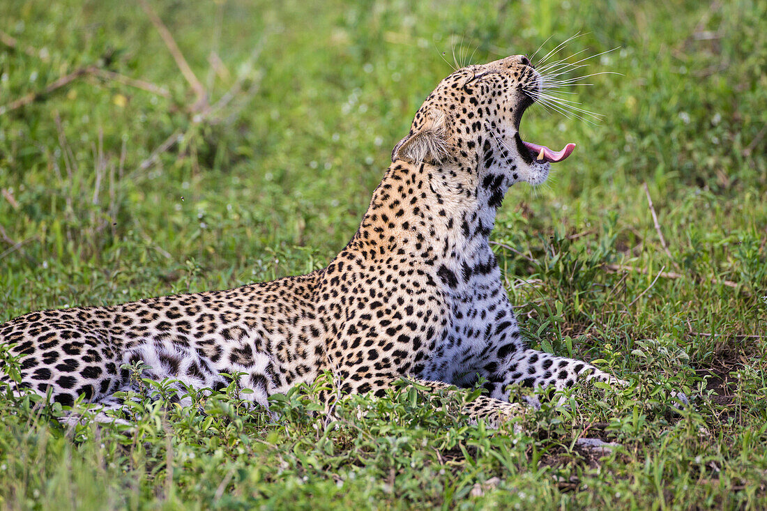 Afrika. Tansania. Afrikanischer Leopard (Panthera pardus) gähnt, Serengeti-Nationalpark.