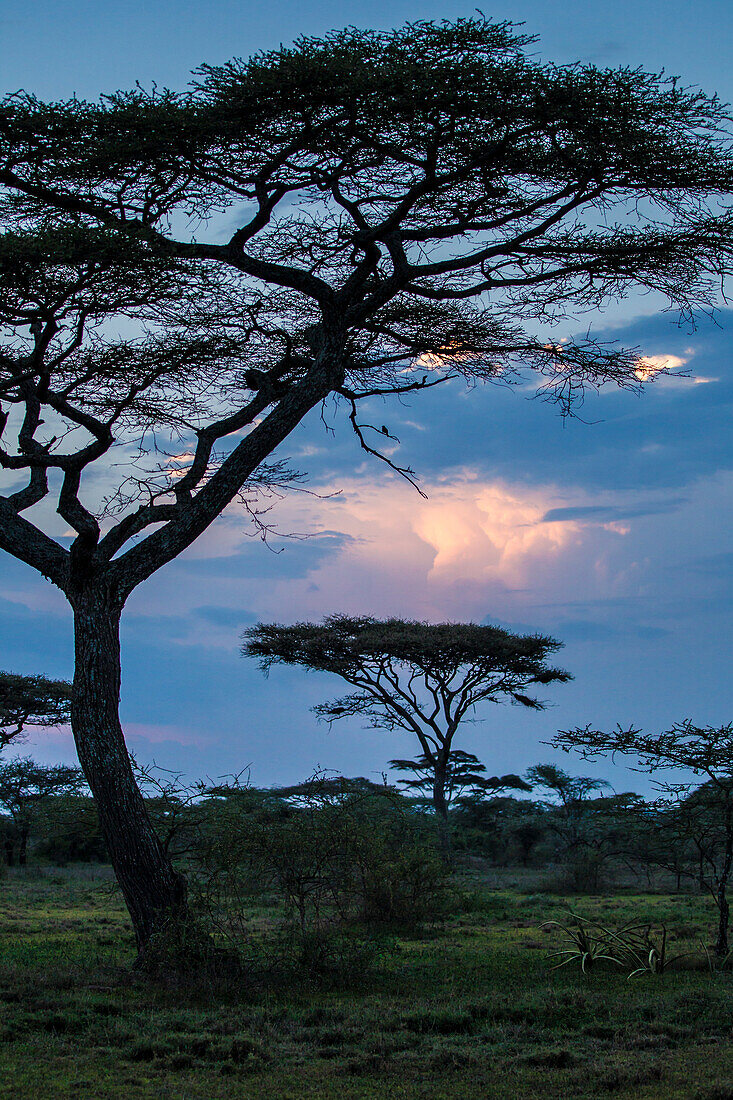 Afrika. Tansania. Gewitterwolken beleuchtet von der Abendsonne während eines Regensturms in der Ndutu Safari Lodge, Serengeti National Park.