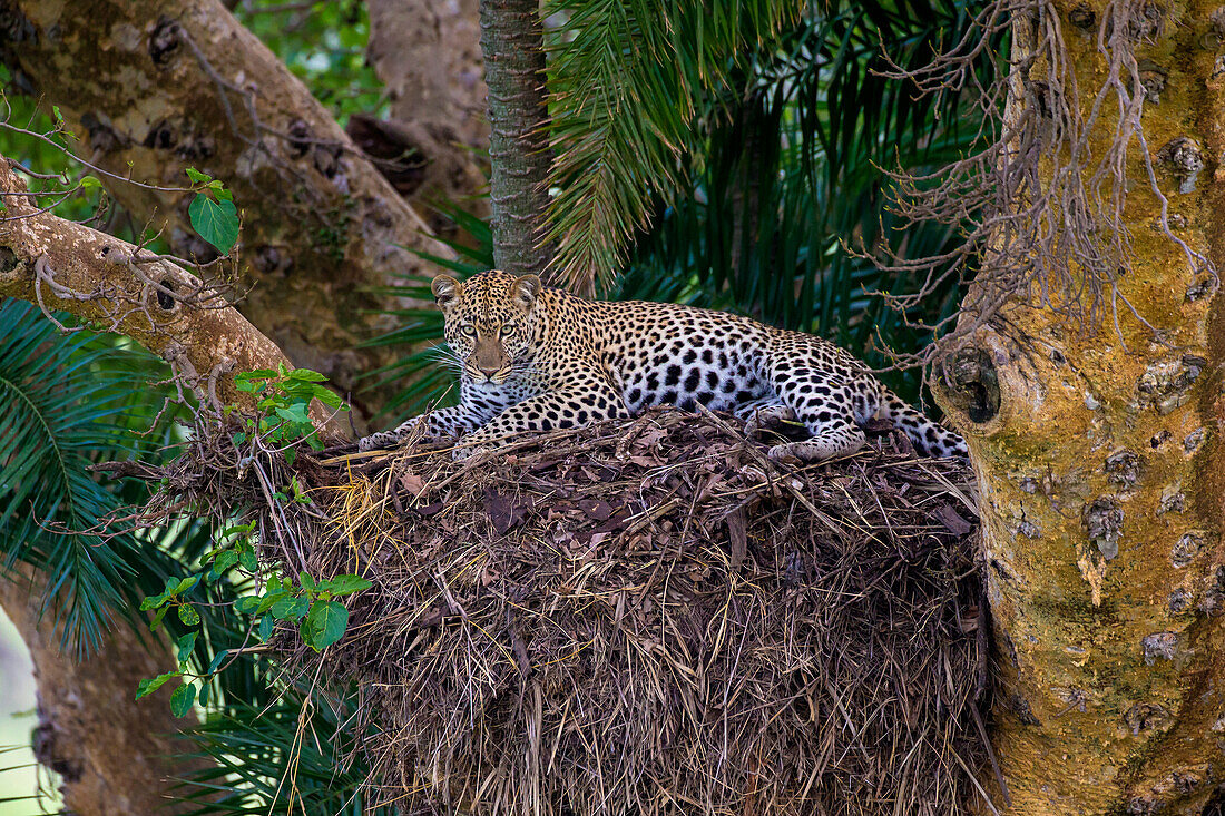 Afrika. Tansania. Afrikanischer Leopard (Panthera pardus) in einem Baum, Serengeti National Park.