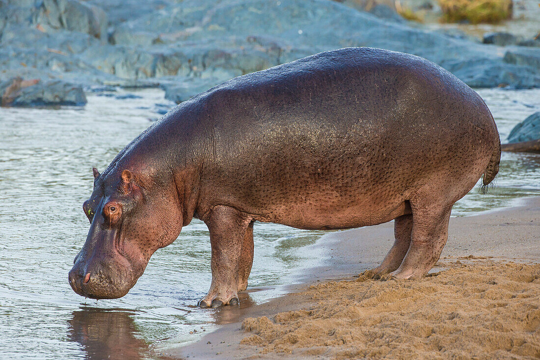 Afrika. Tansania. Nilpferd (Hippopotamus amphibius), Serengeti-Nationalpark.