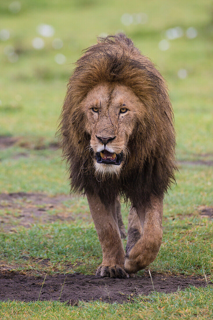 Africa. Tanzania. African lion (Panthera Leo) at Ngorongoro crater in the Ngorongoro Conservation Area.