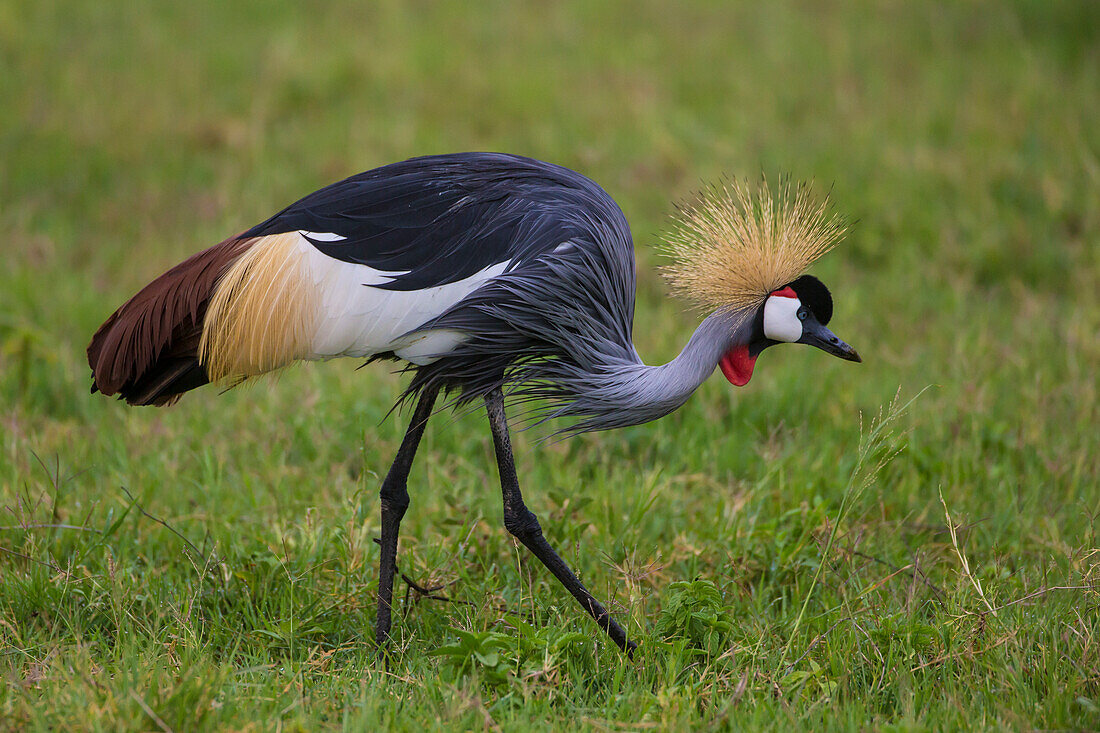 Afrika. Tansania. Graukronenkranich (Balearica regulorum) am Ngorongoro-Krater.