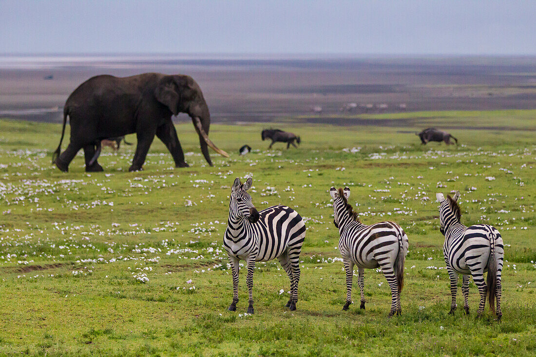 Afrika. Tansania. Afrikanischer Elefant (Loxodonta Africana) am Krater in der Ngorongoro Conservation Area.