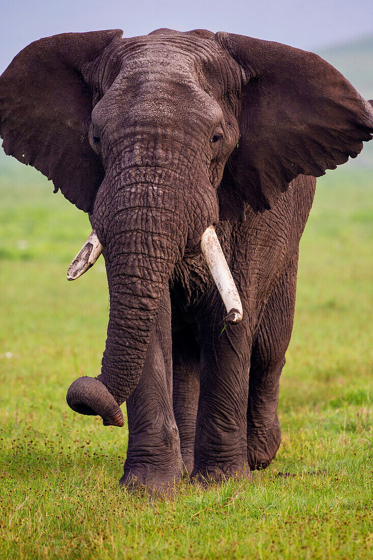 Africa. Tanzania. African elephant (Loxodonta Africana) at the crater in the Ngorongoro Conservation Area.