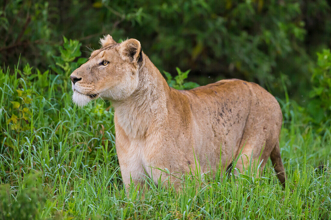 Africa. Tanzania. African lioness (Panthera Leo) at Ngorongoro crater in the Ngorongoro Conservation Area.