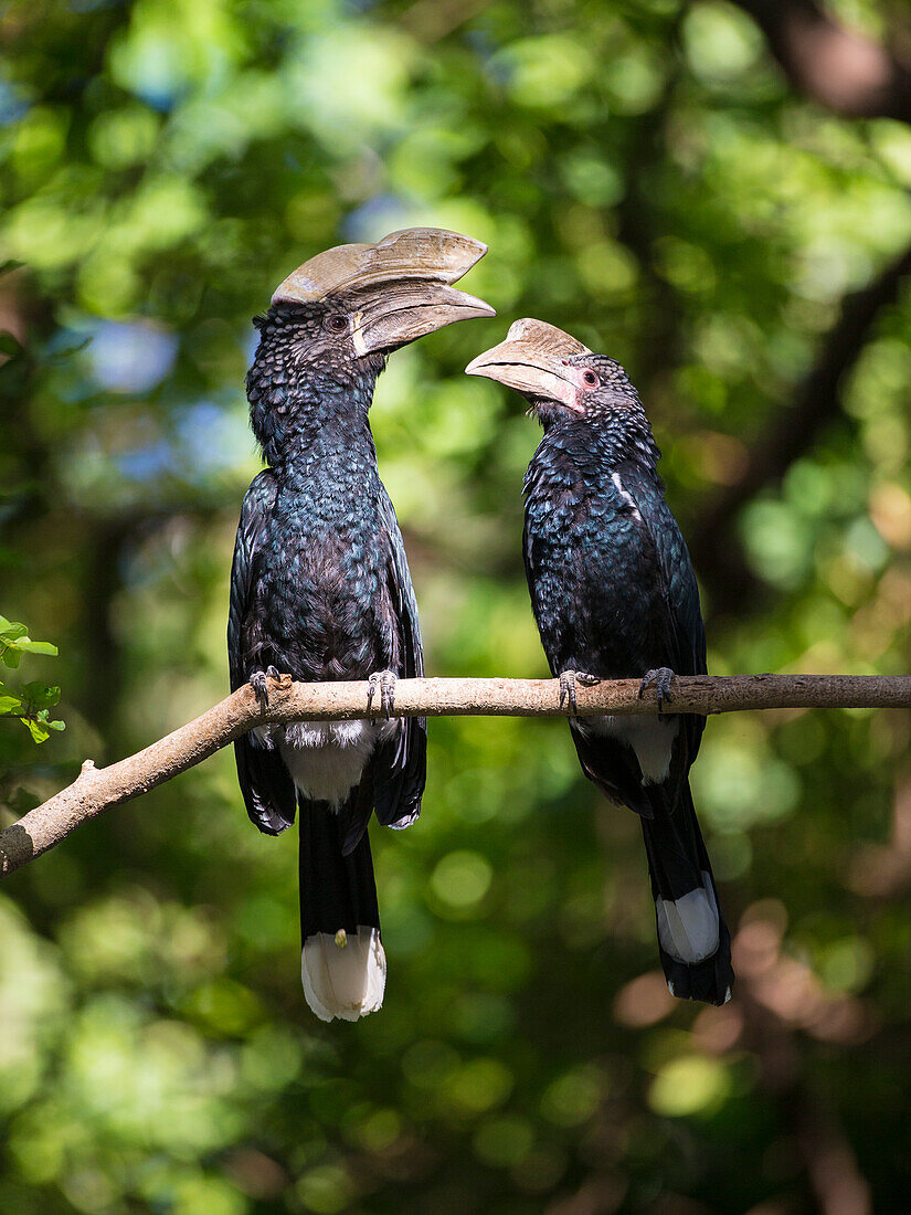 Africa. Tanzania. Silvery-cheeked hornbill (Bycanistes brevis) mating pair at Manyara National Park.