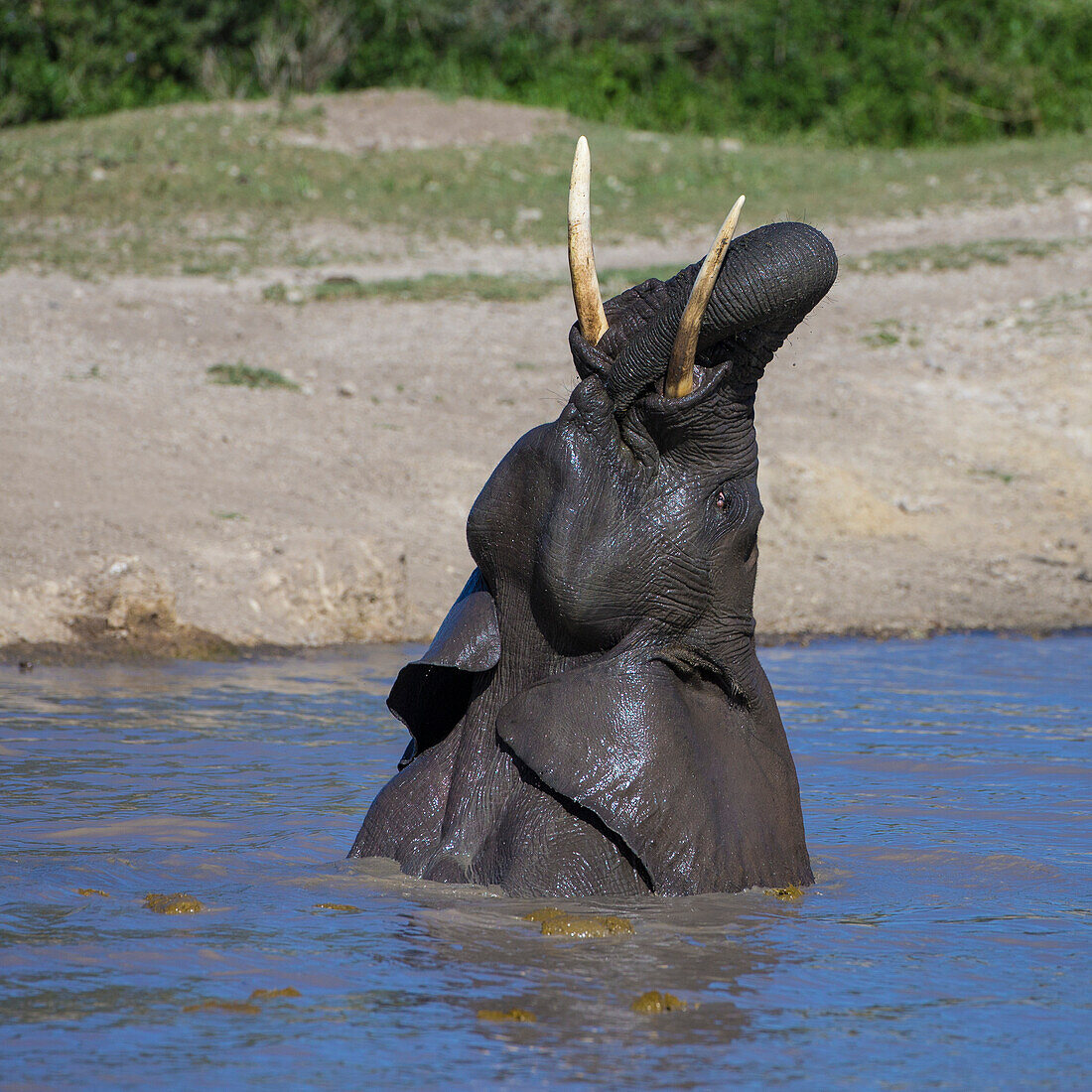 Africa. Tanzania. African elephant (Loxodonta Africana) bathing at Ndutu, Serengeti National Park.