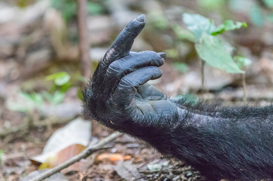 Africa, Uganda, Kibale Forest National Park. Chimpanzee (Pan troglodytes) in forest. Hands, fingers.