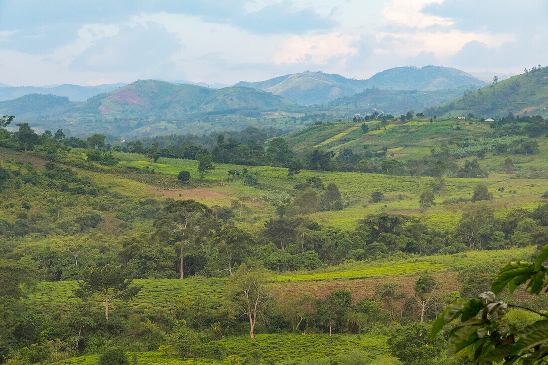 Africa, Uganda, Ishasha, Queen Elizabeth National Park. Territorial view near Mweya and Mweya Safari Lodge.