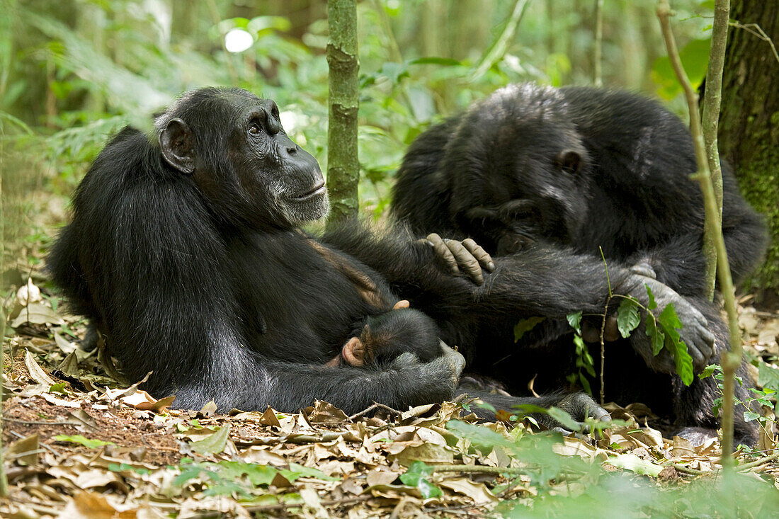 Afrika, Uganda, Kibale-Nationalpark, Ngogo-Schimpansenprojekt. Ein männlicher Schimpanse streichelt das Bein seiner weiblichen Gefährtin, während sie sich ausruht und ihr schlafendes Kind in den Armen hält.