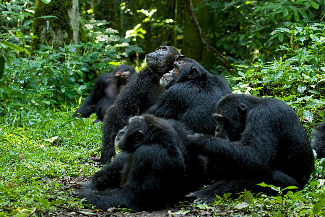 Afrika, Uganda, Kibale-Nationalpark, Ngogo-Schimpansenprojekt. Schimpansenmännchen werden von einem brünstigen Weibchen angezogen, das hoch oben in den Bäumen ruht. Einige schauen zu ihr hinauf, während andere sich putzen.