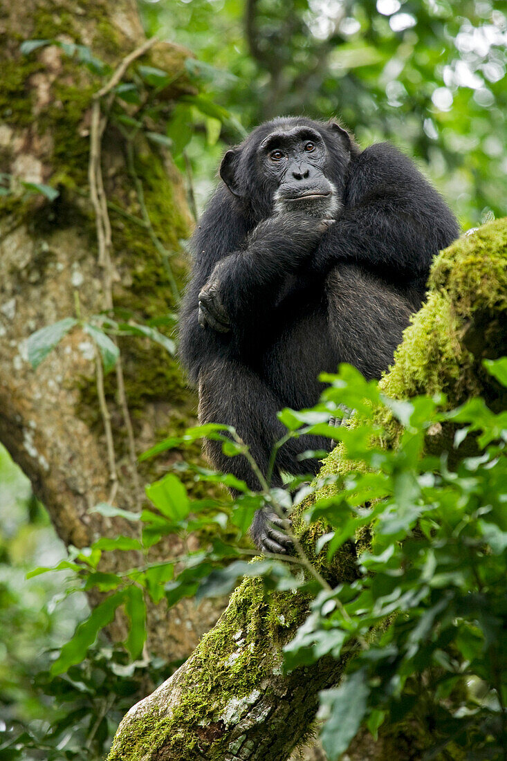 Afrika, Uganda, Kibale-Nationalpark, Ngogo-Schimpansenprojekt. Ein entspanntes Schimpansenweibchen sitzt hoch oben in einem moosbewachsenen Baum und schaut aufmerksam.