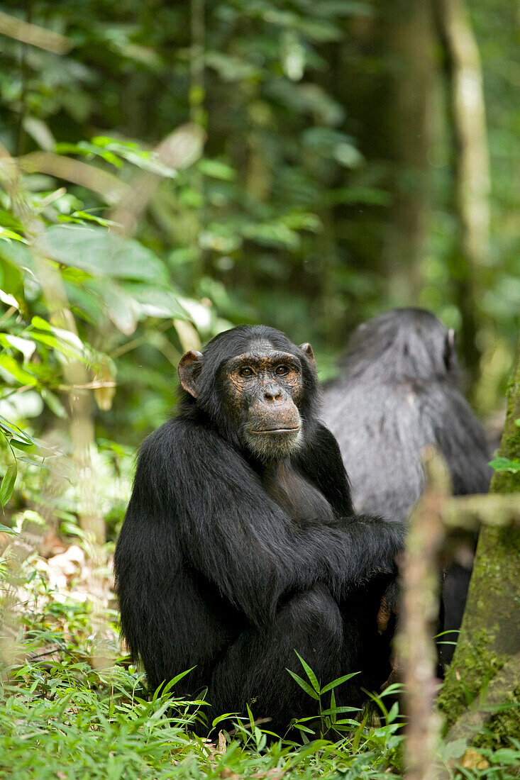 Africa, Uganda, Kibale National Park, Ngogo Chimpanzee Project. Watchful young adult male chimpanzee named Peterson.