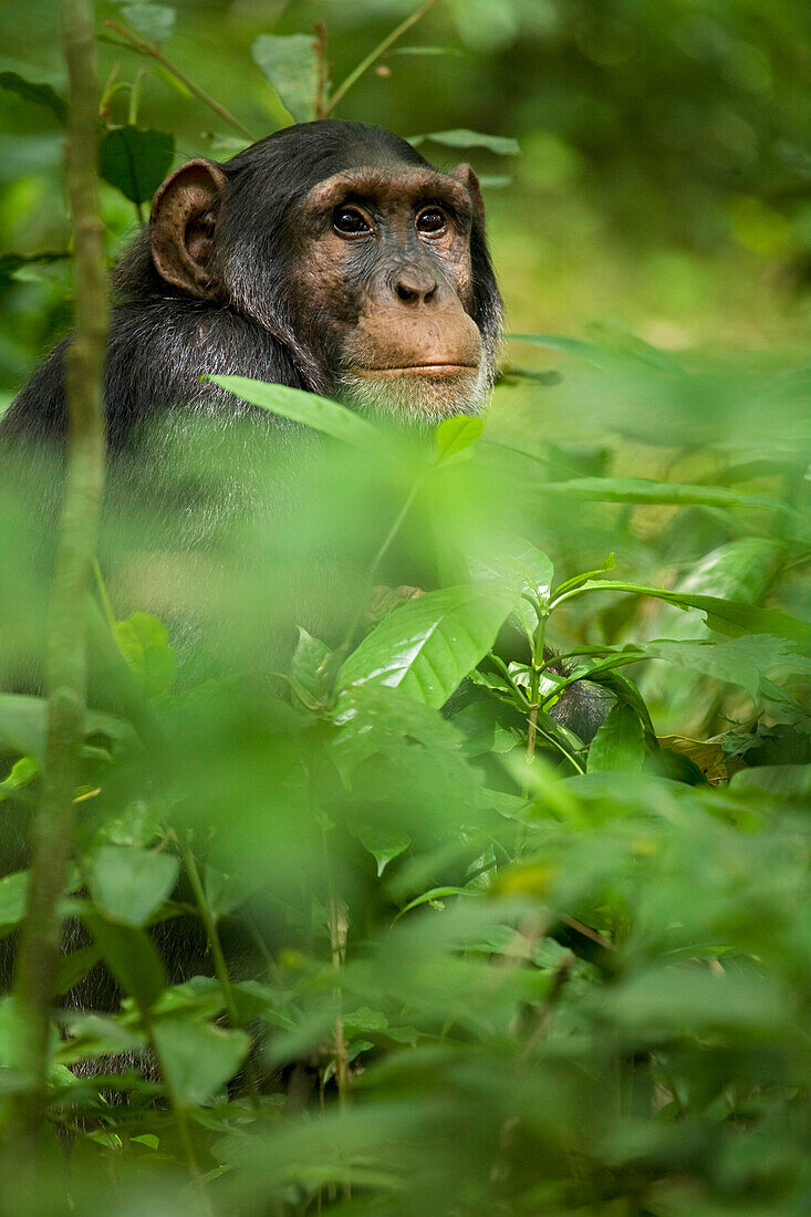 Afrika, Uganda, Kibale-Nationalpark, Ngogo-Schimpansenprojekt. Junger erwachsener männlicher Schimpanse beobachtet seine Umgebung von der Vegetation aus.