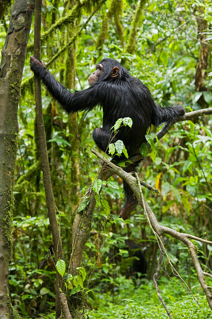Afrika, Uganda, Kibale-Nationalpark, Ngogo-Schimpansenprojekt. Ein junger Schimpanse, der vom Regen durchnässt ist, sitzt in einem Baum und wartet auf die Schimpansen seiner Gruppe.