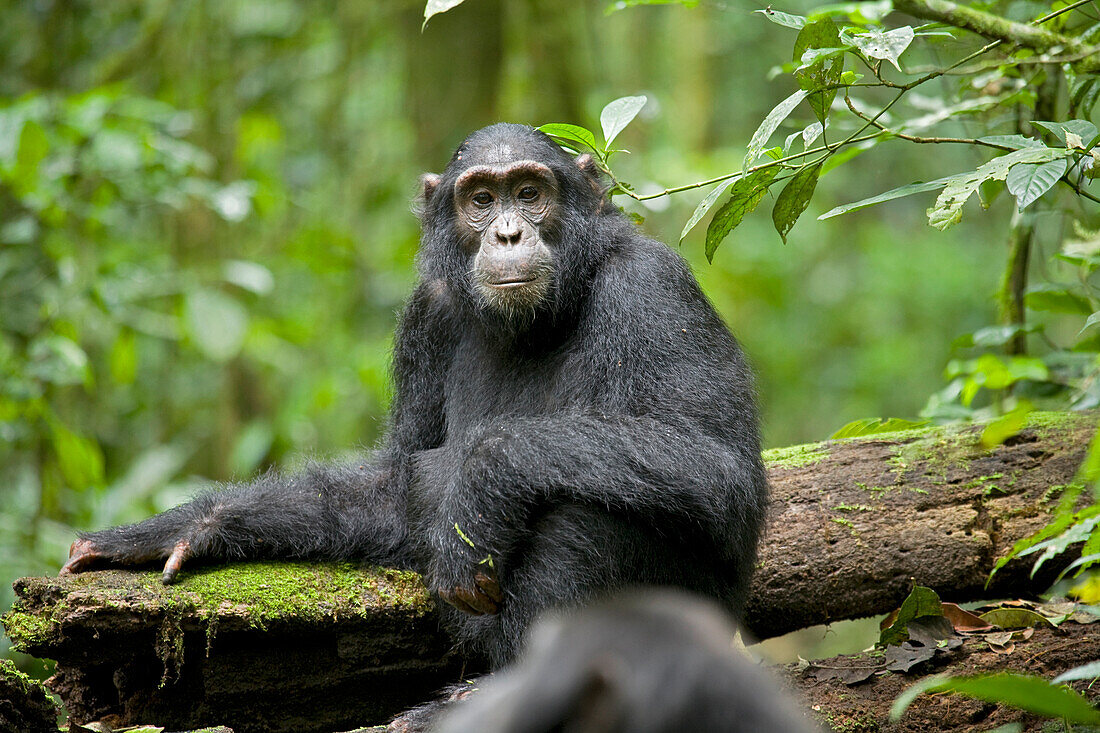 Africa, Uganda, Kibale National Park, Ngogo Chimpanzee Project. Young chimpanzee is alert and watchful of the adult male in front of him.