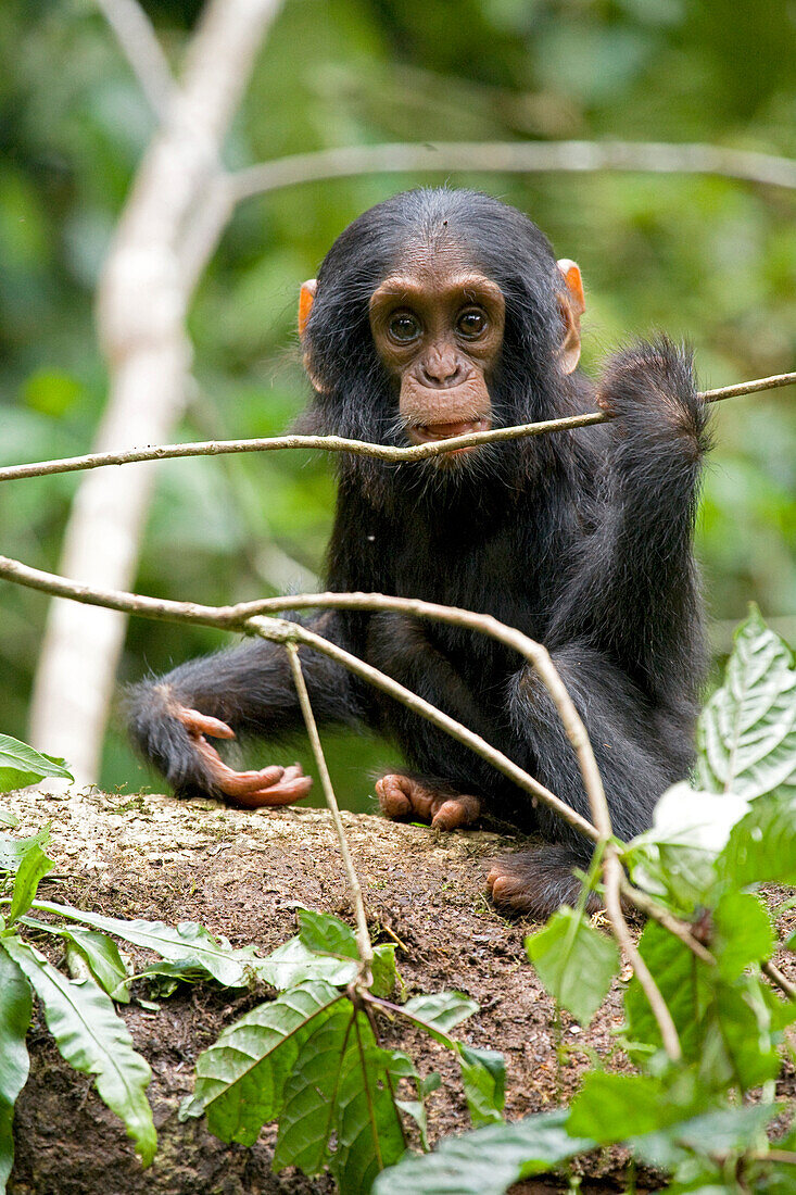 Afrika, Uganda, Kibale-Nationalpark, Ngogo-Schimpansenprojekt. Ein verspieltes und neugieriges Schimpansenkind greift nach einem dünnen Ast und kaut darauf herum.