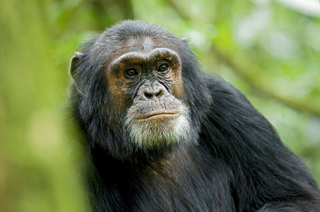 Afrika, Uganda, Kibale-Nationalpark, Ngogo. Ein männlicher Schimpanse lauscht wachsam.