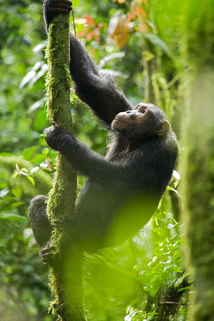 Africa, Uganda, Kibale National Park, Ngogo Chimpanzee Project. Wild chimpanzee climbs a tree.