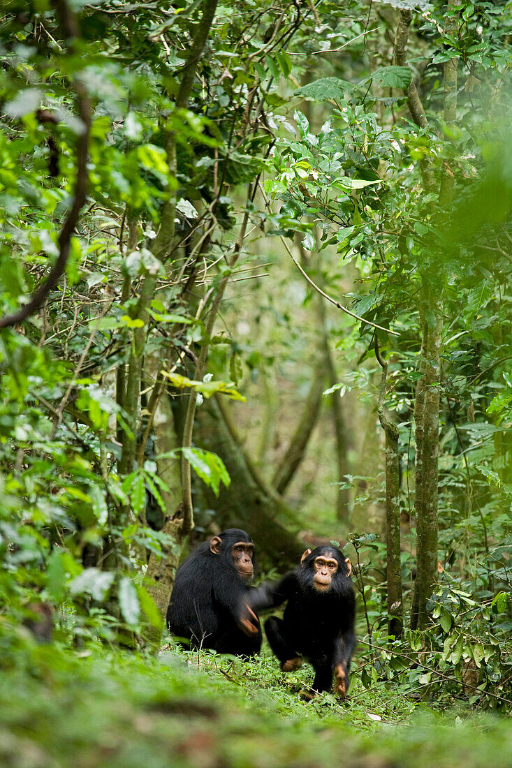 Africa, Uganda, Kibale National Park, Ngogo Chimpanzee Project. An infant male chimpanzee experiments with elements of a charging display, using stomping and arm waving in hopes of a reaction.