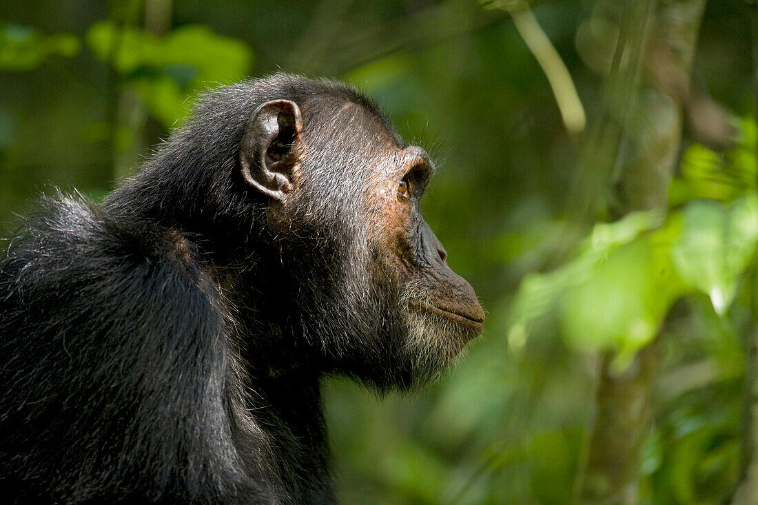 Afrika, Uganda, Kibale-Nationalpark, Ngogo-Schimpansenprojekt. Wilder männlicher Schimpanse blickt nach oben