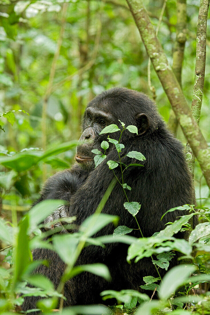 Afrika, Uganda, Kibale-Nationalpark, Ngogo-Schimpansenprojekt. Ein männlicher Schimpanse sitzt lauschend und beobachtend da.