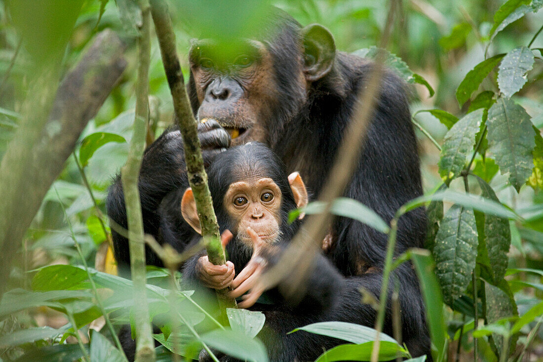 Afrika, Uganda, Kibale-Nationalpark, Ngogo-Schimpansenprojekt. Während seine Mutter frisst, schnappt sich ein neugieriges Schimpansenkind eine Liane zum Klettern.