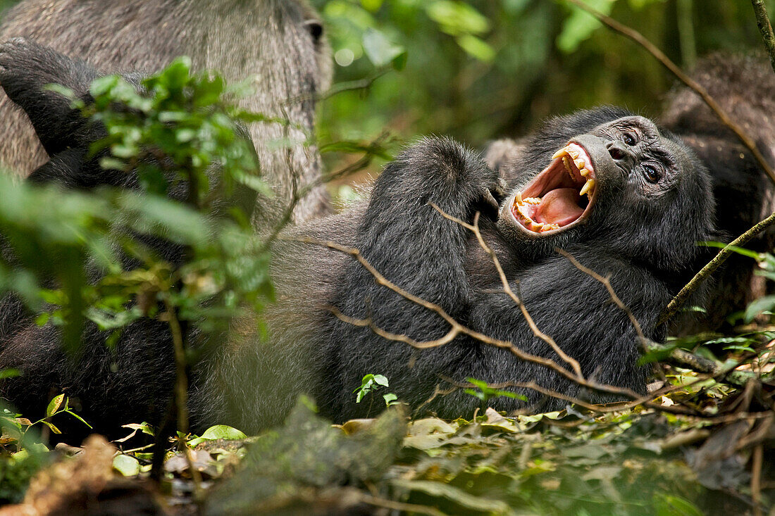 Africa, Uganda, Kibale National Park, Ngogo Chimpanzee Project. Wild chimpanzee yawns while resting with others.