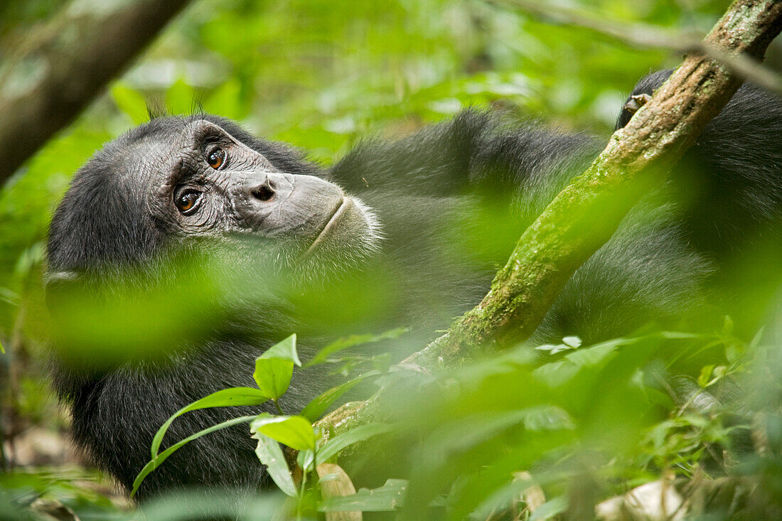 Afrika, Uganda, Kibale-Nationalpark, Ngogo-Schimpansenprojekt. Ein wild lebender männlicher Schimpanse ruht sich aus, ohne seine Umgebung aus den Augen zu verlieren.