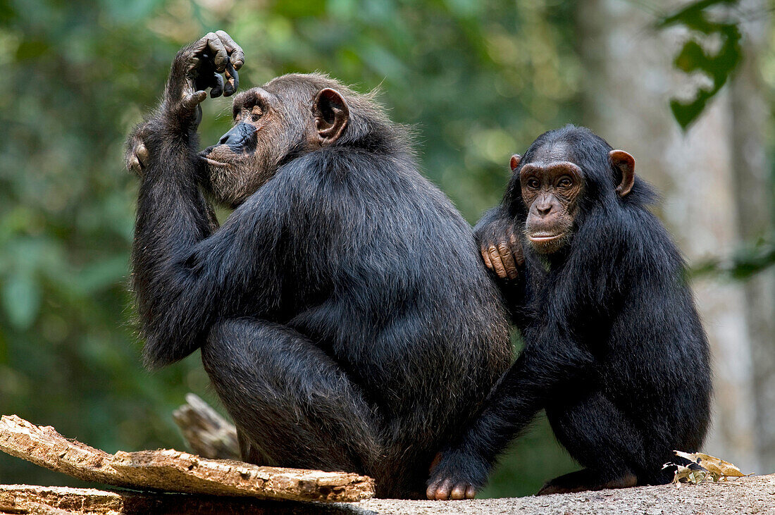 Africa, Uganda, Kibale National Park, Ngogo Chimpanzee Project. Wild female chimpanzee self-grooms as her young juvenile daughter gestures for attention.