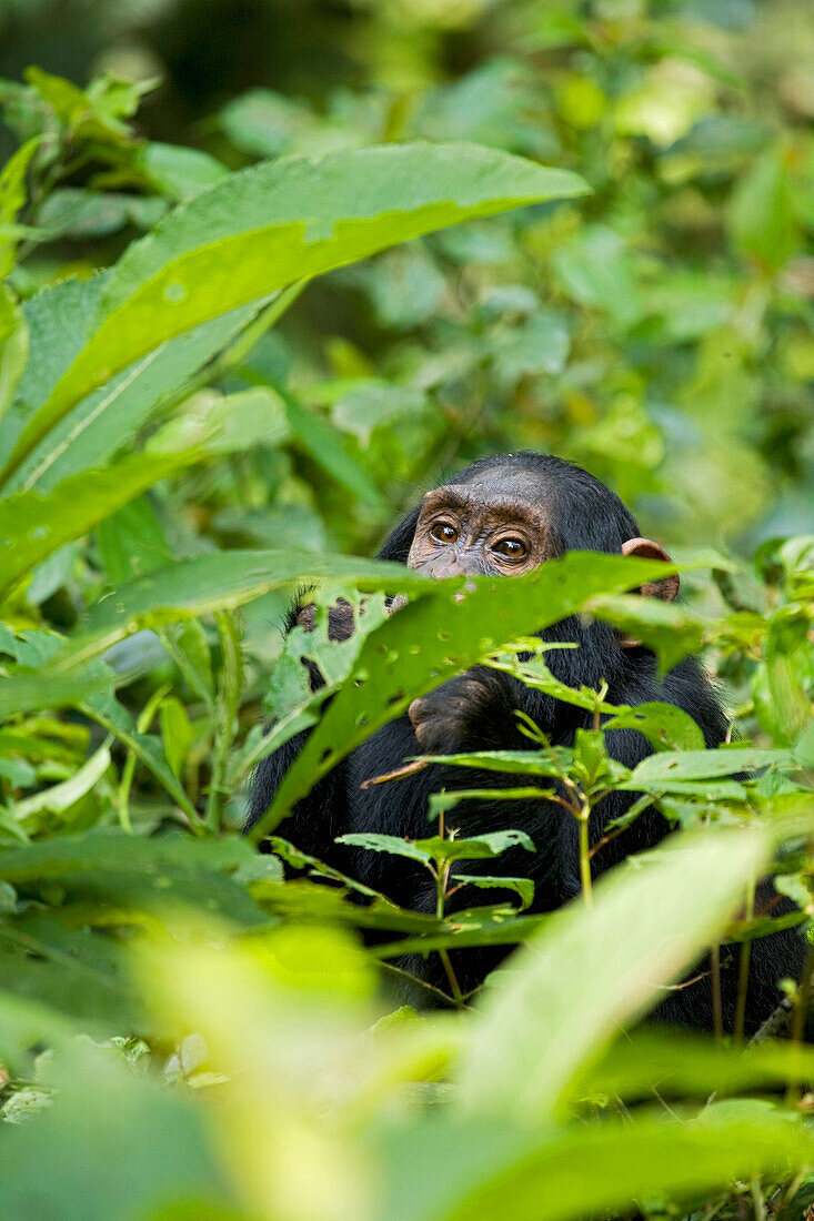Africa, Uganda, Kibale National Park, Ngogo Chimpanzee Project. Young juvenile chimpanzee sits obscured by the vegetation chewing on a stick.