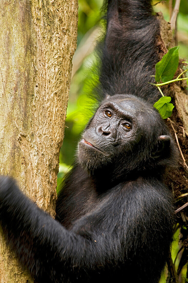Afrika, Uganda, Kibale-Nationalpark, Ngogo-Schimpansenprojekt. Ein wildes Schimpansenweibchen kaut totes Holz vom Stamm eines verrottenden Baumes.