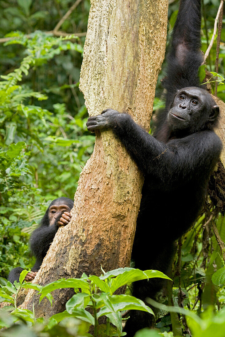 Africa, Uganda, Kibale National Park, Ngogo Chimpanzee Project. A female chimpanzee and her young juvenile offspring eat dead wood from a decaying tree trunk.