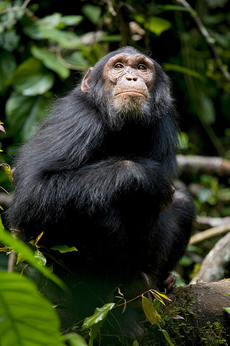 Afrika, Uganda, Kibale-Nationalpark, Ngogo-Schimpansenprojekt. Wilder, junger, heranwachsender männlicher Schimpanse sitzt und schaut in die Bäume.