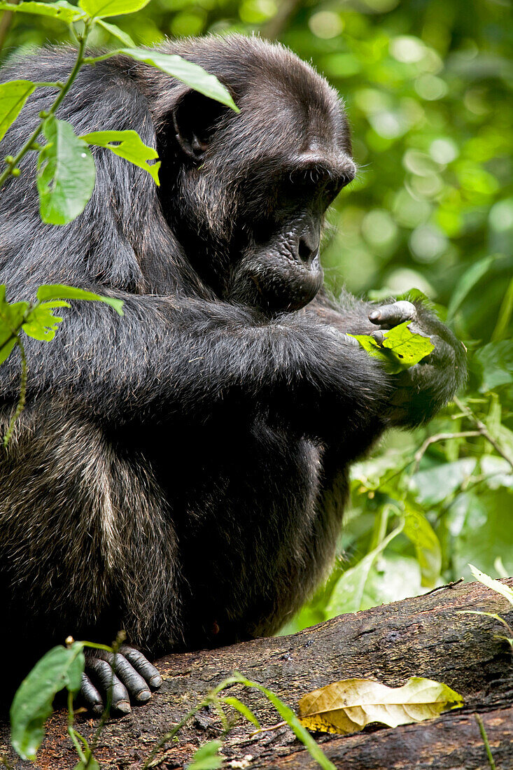 Africa, Uganda, Kibale National Park, Ngogo Chimpanzee Project. An adult male chimpanzee peers closely at a leaf and grooms it intently. Leaf-grooming behavior when done alone may be a displacement activity.