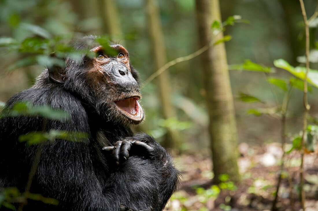Afrika, Uganda, Kibale-Nationalpark, Ngogo-Schimpansenprojekt. Ein männlicher Schimpanse blickt in die Bäume.